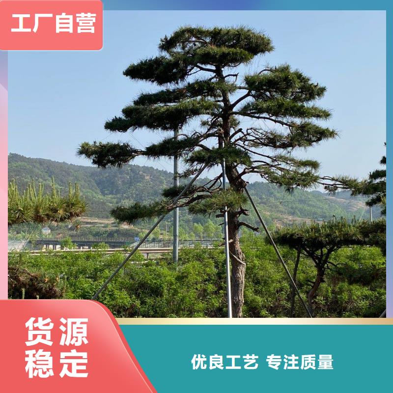 造型松 造型松苗木敢与同行比服务