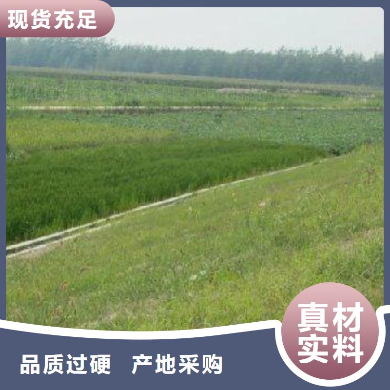 【三维植被网塑料盲沟让利客户】