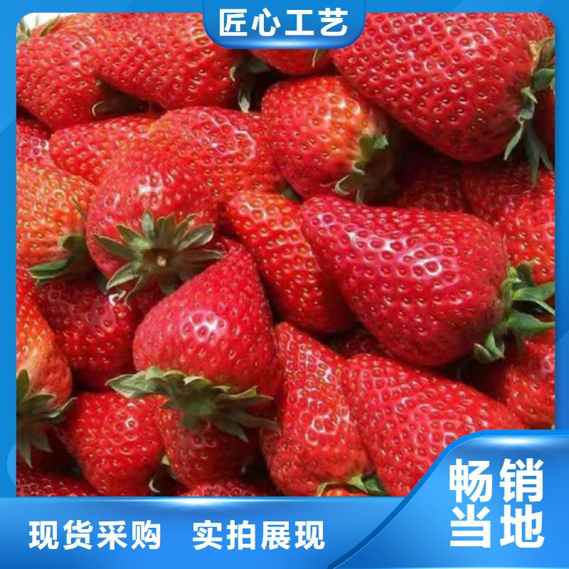 草莓苗大雪枣苗优质材料厂家直销