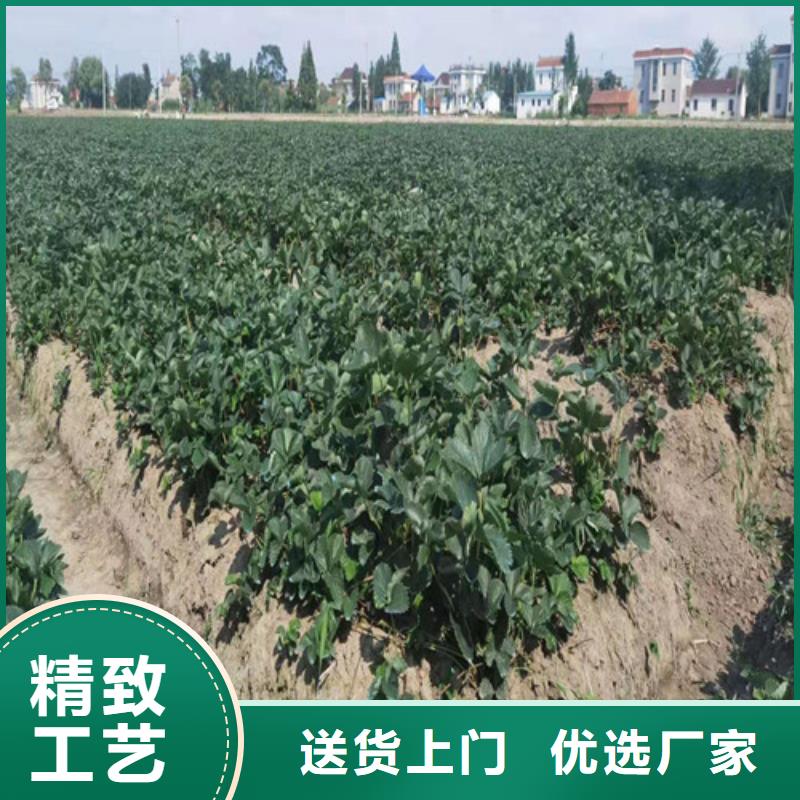 草莓苗黄金蜜桃苗今日新品