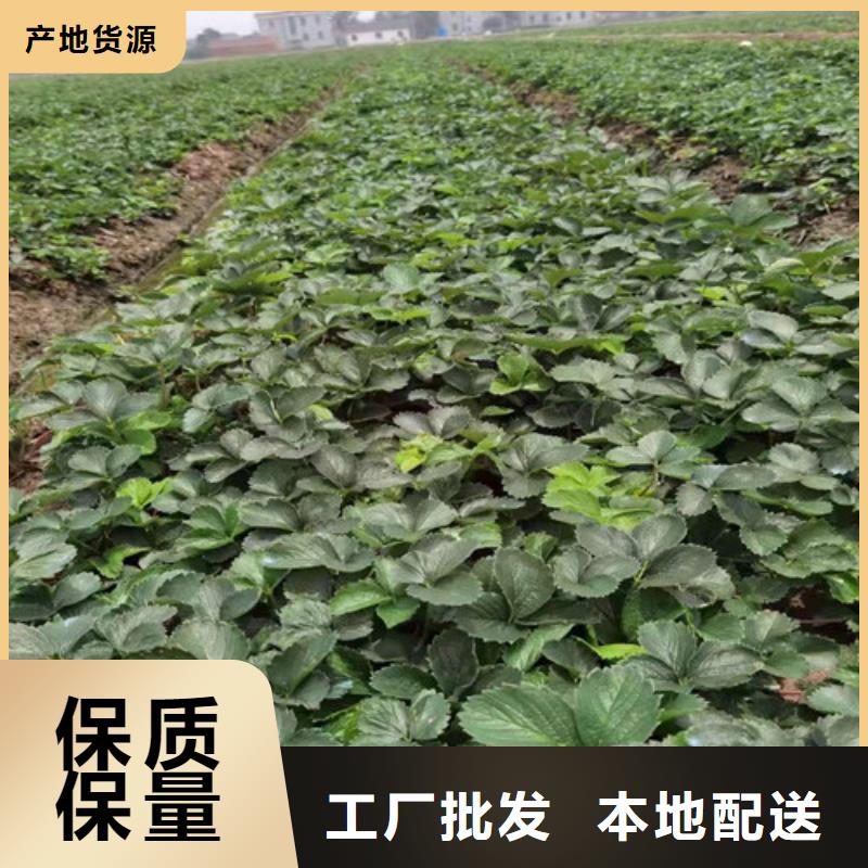 草莓苗红耔山楂苗质量无忧