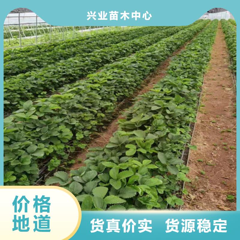 草莓苗桃树苗市场报价