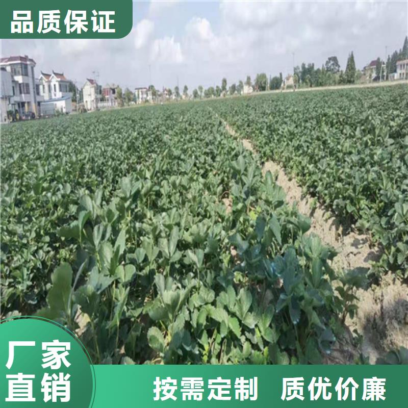 草莓苗【大棚草莓苗】好货有保障