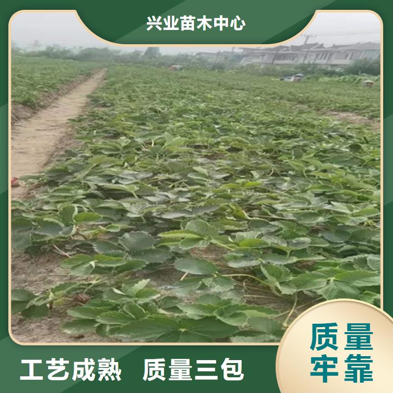 草莓苗,梨树苗专业生产N年
