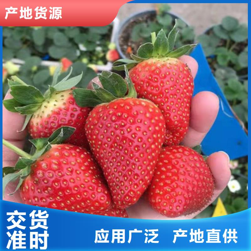 红颜草莓苗