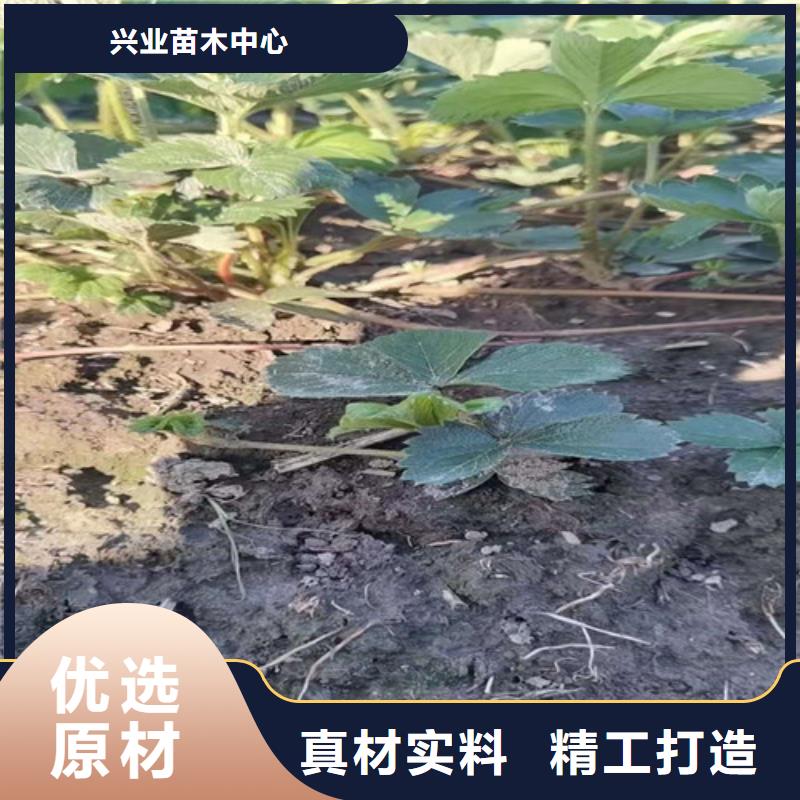 桃熏草莓苗
