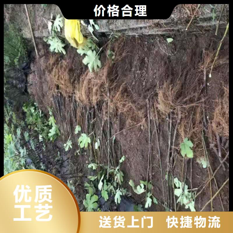 无花果大棚草莓苗好产品不怕比