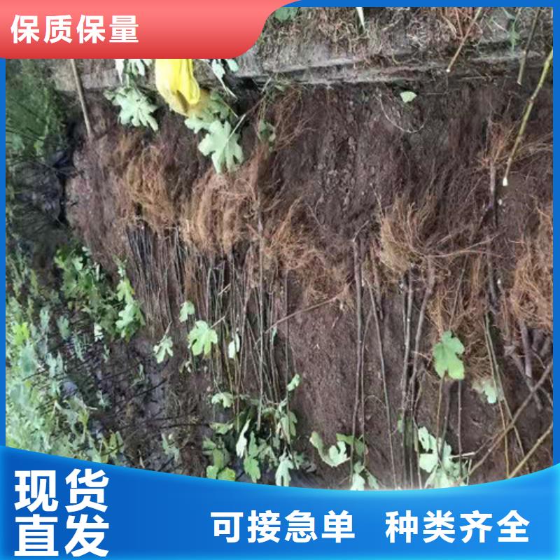 无花果红耔山楂苗诚信商家