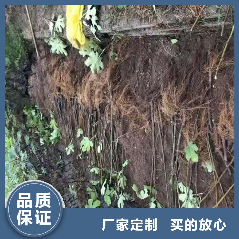 青皮无花果零售批发
