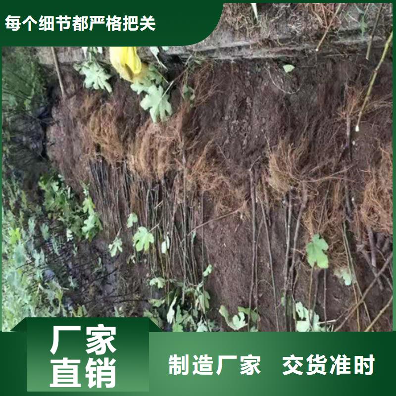 无花果-蟠桃苗现货直供