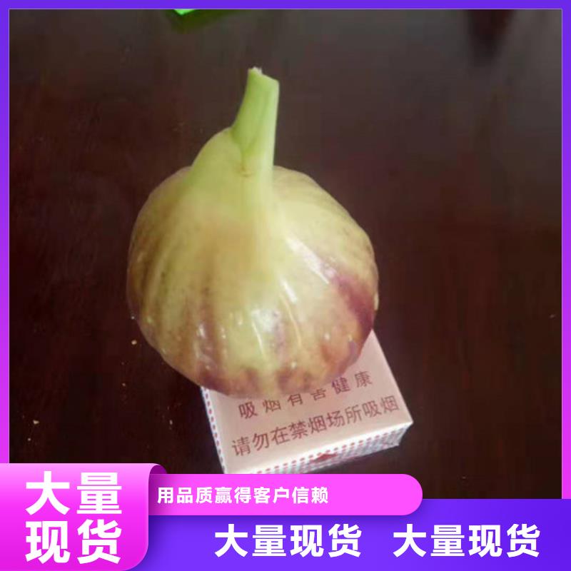 大青皮无花果树苗