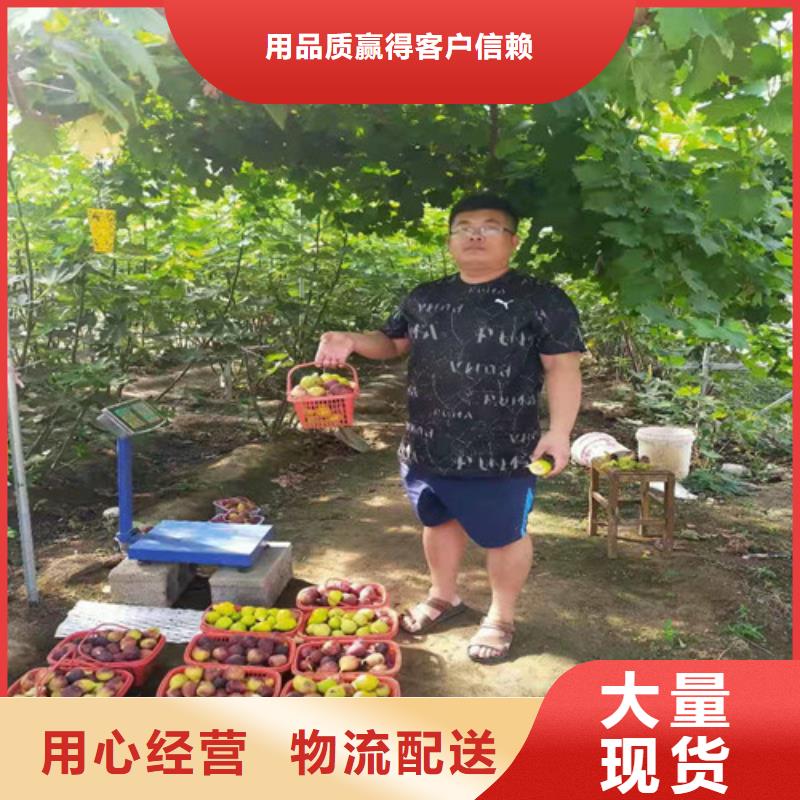 【无花果-梨树苗物流配送】