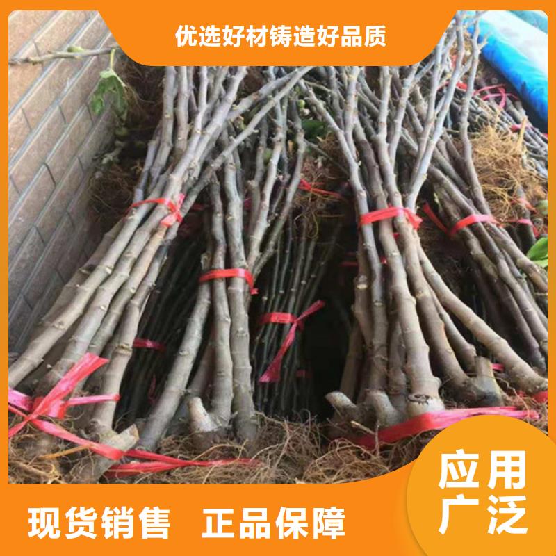 【无花果大棚草莓苗免费安装】