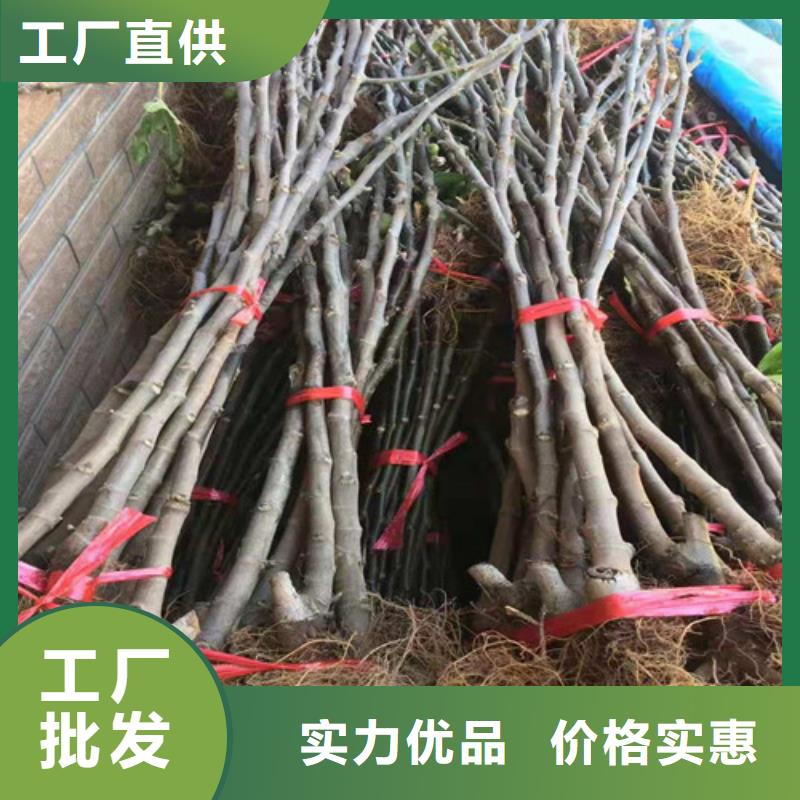 无花果樱桃树苗购买的是放心