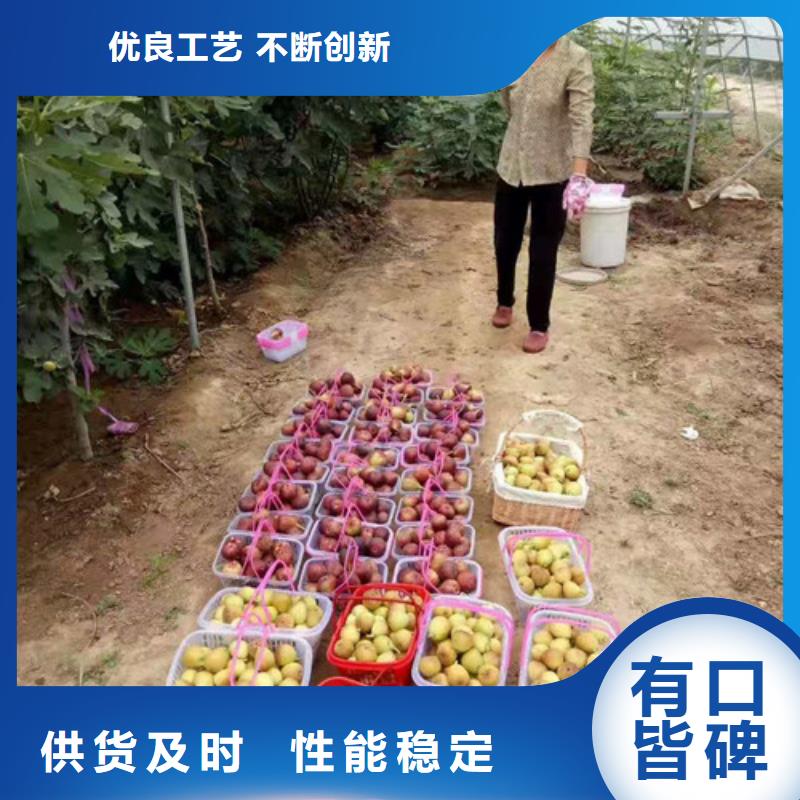无花果_葡萄苗真实拍摄品质可靠
