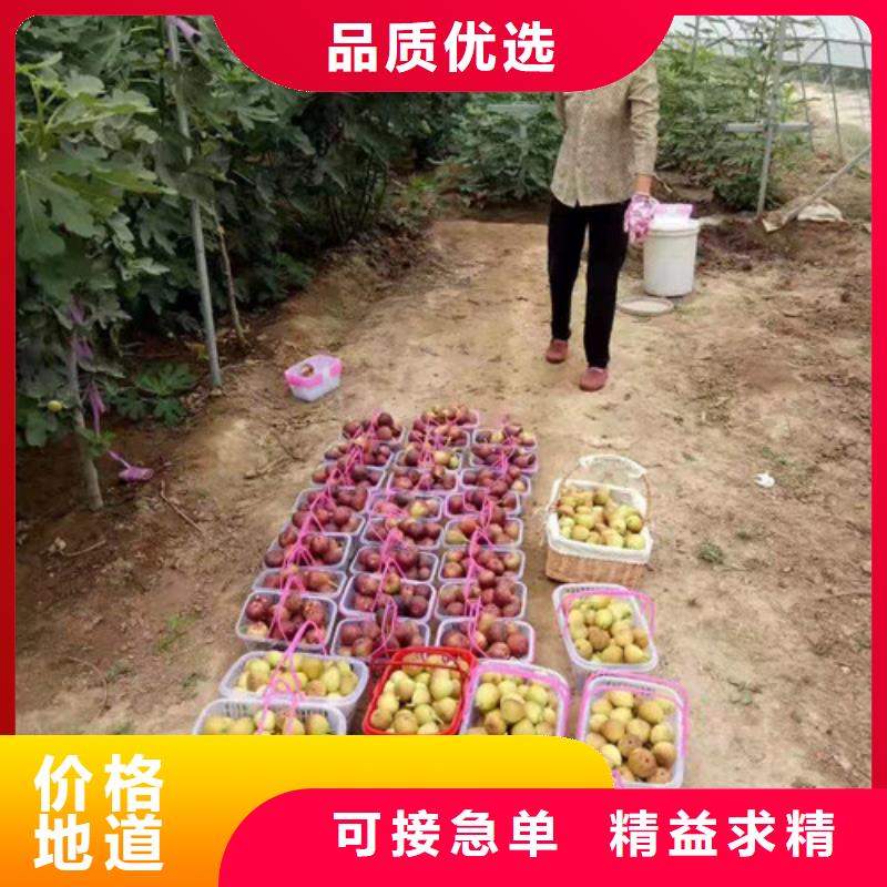 【无花果-梨树苗物流配送】