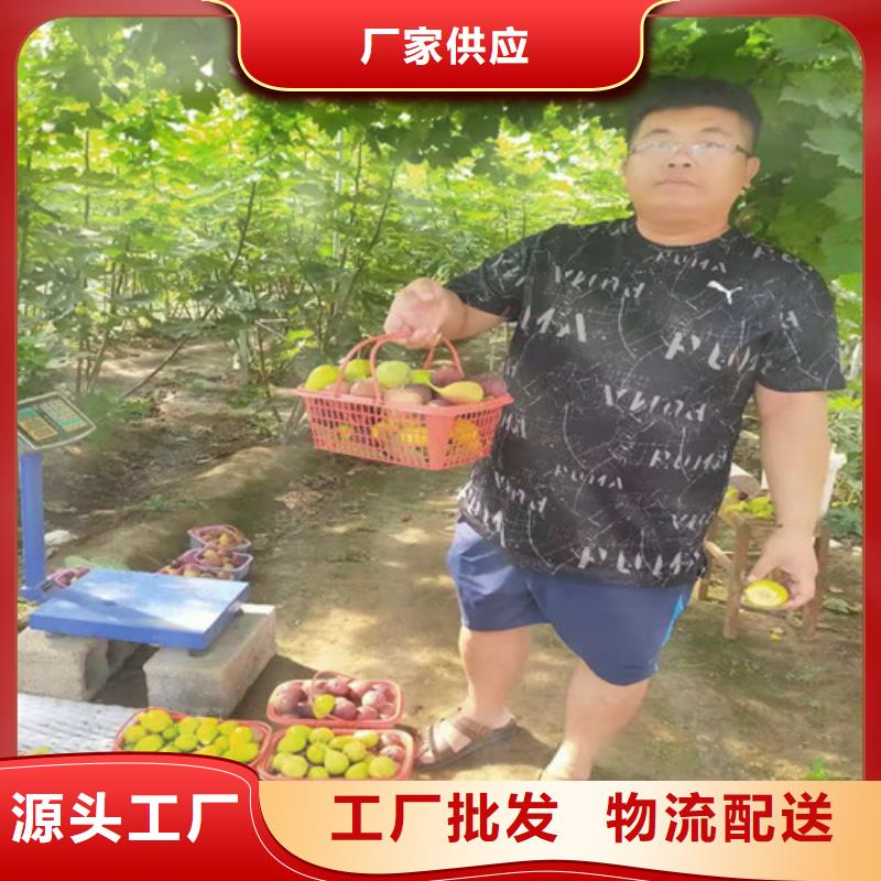 无花果_猕猴桃苗源头厂家供应
