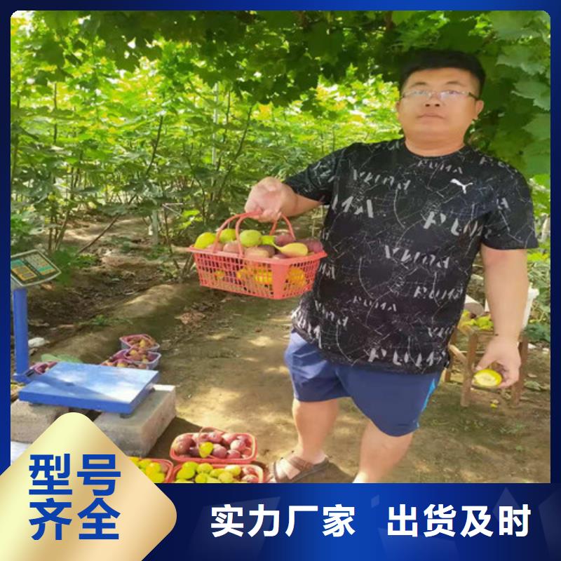 猕猴桃苗-视频-广东省河源市|东源|紫金|东莞|佛山|湛江|潮州|汕头猕猴桃苗-兴业