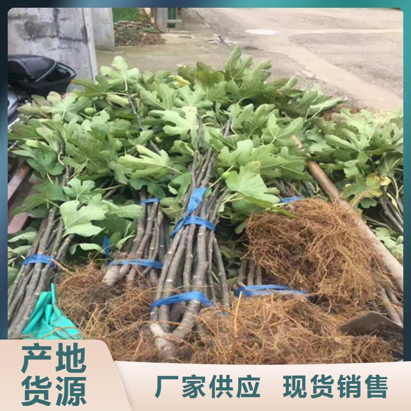 无花果_蓝莓苗加工定制