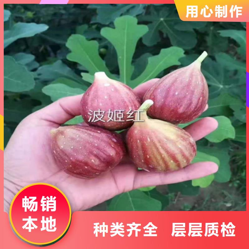 无花果-水蜜桃苗厂家直销直供