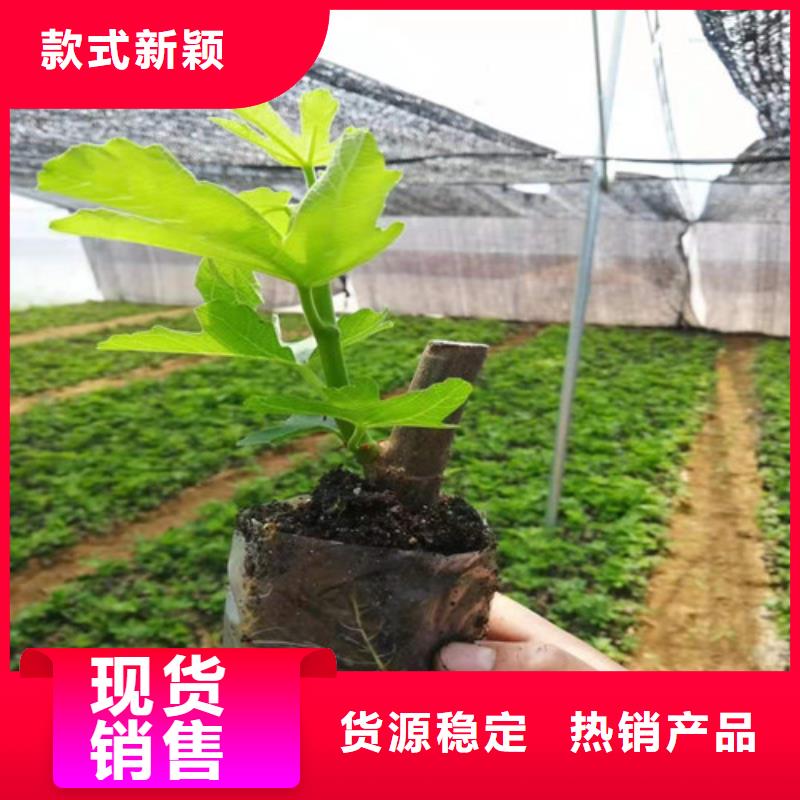 无花果蓝莓苗多种规格库存充足