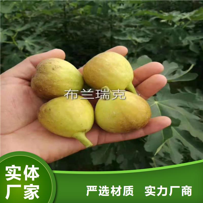 无花果-草莓苗精品优选