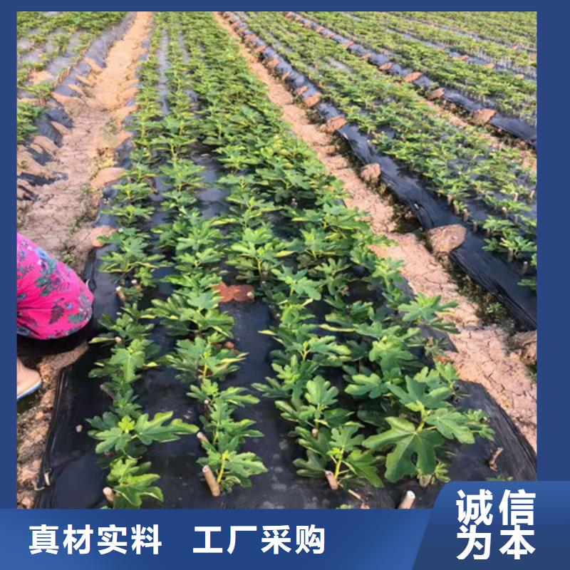 无花果红耔山楂苗诚信商家