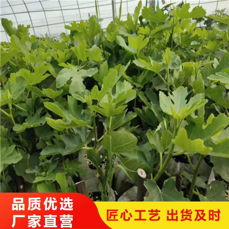 无花果棠梨苗专注细节使用放心