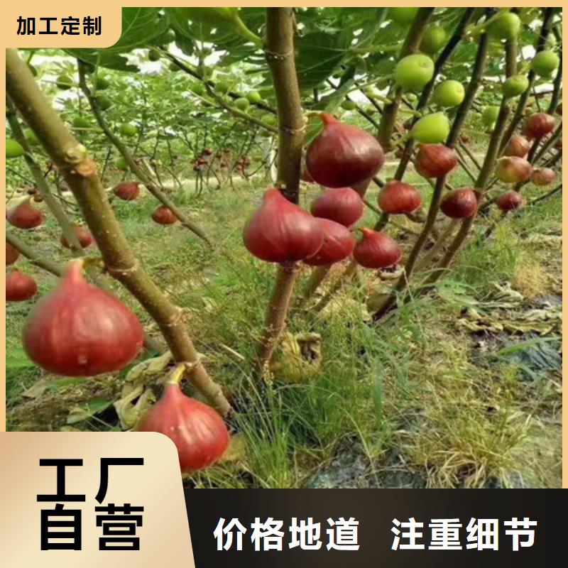 无花果大棚草莓苗应用广泛