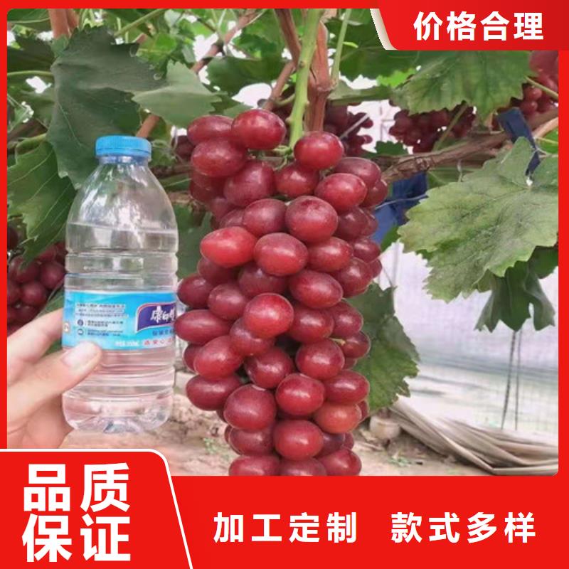 紫甜无核葡萄苗