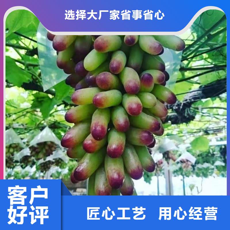 康克葡萄苗