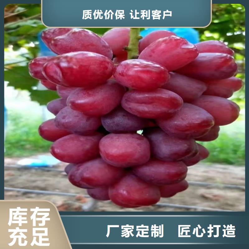 葡萄,樱桃树苗多种优势放心选择