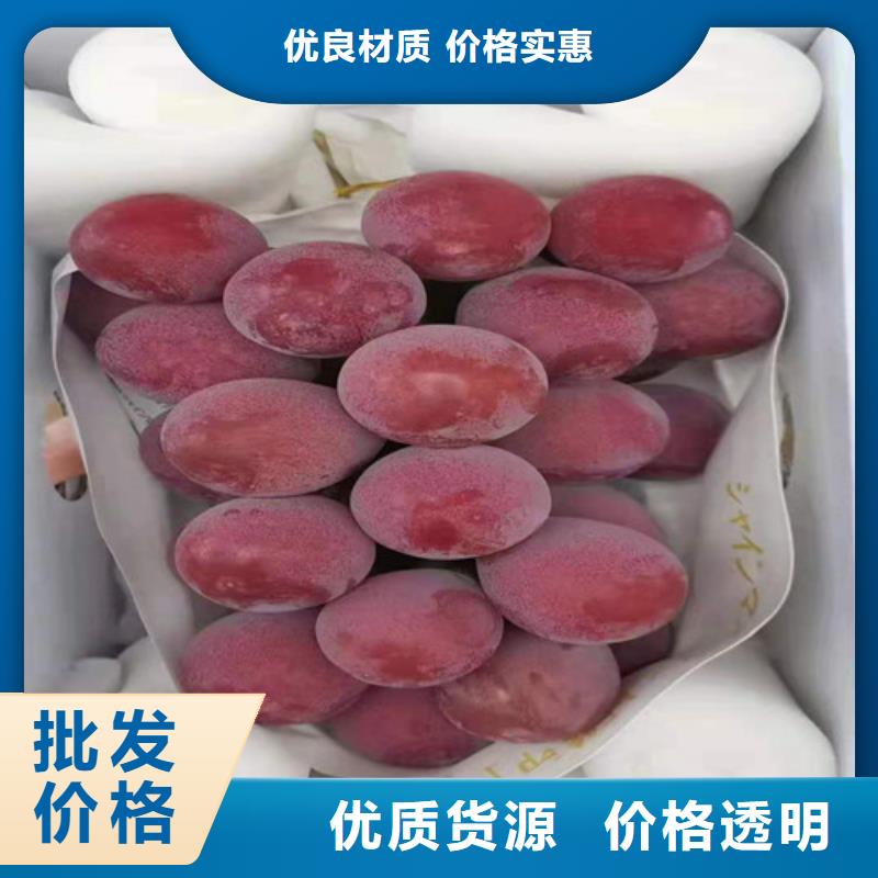 维多利亚葡萄苗