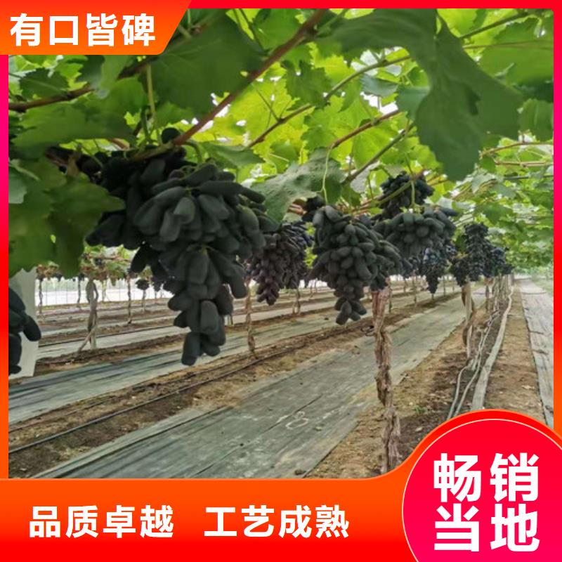 【葡萄草莓苗助您降低采购成本】