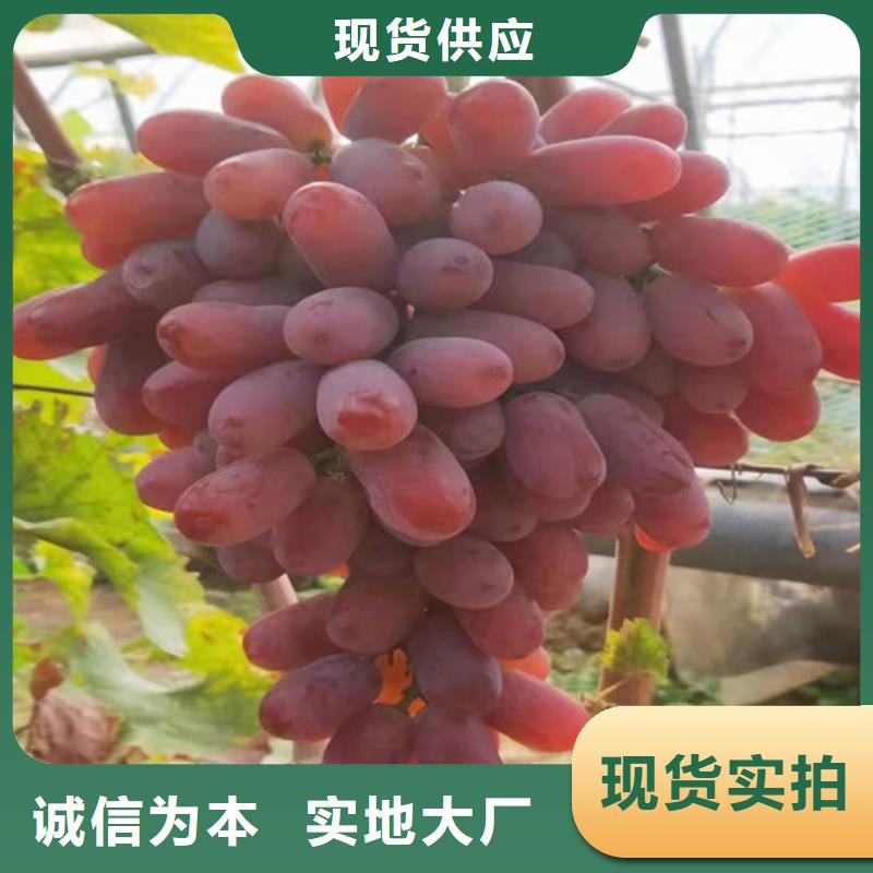 黄金密葡萄苗