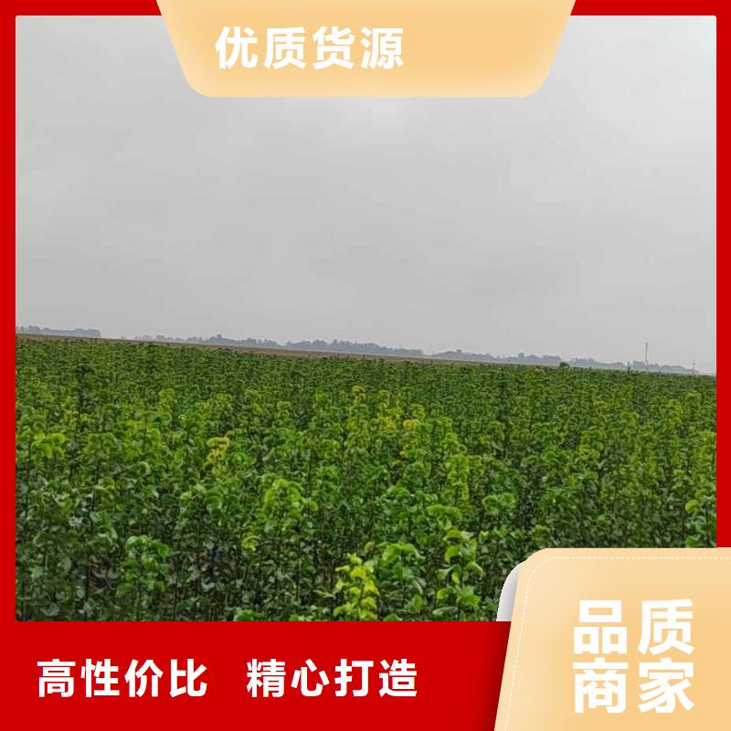 梨,【梨树苗基地】好货直供当地品牌