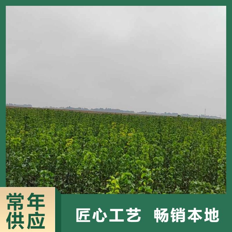 梨毛桃苗主推产品