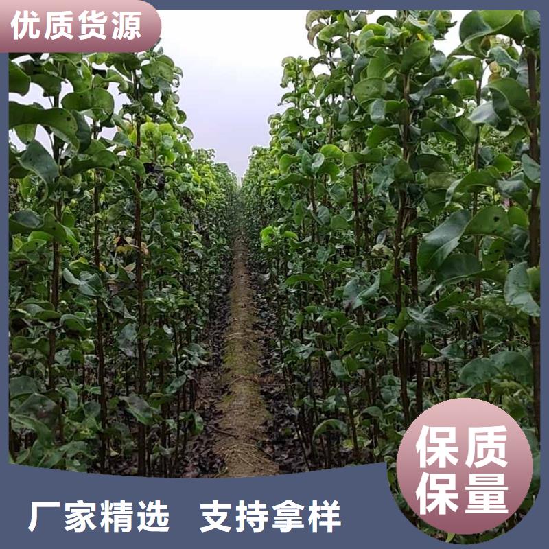 【 梨皇冠梨树苗实体厂家大量现货】
