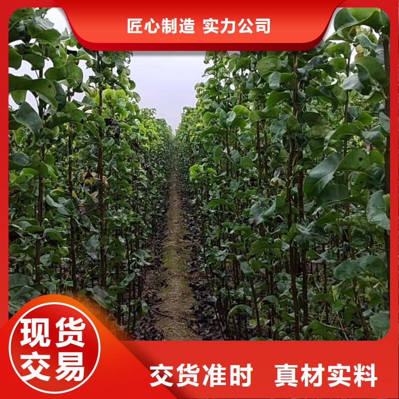 梨梨树苗基地价格实在