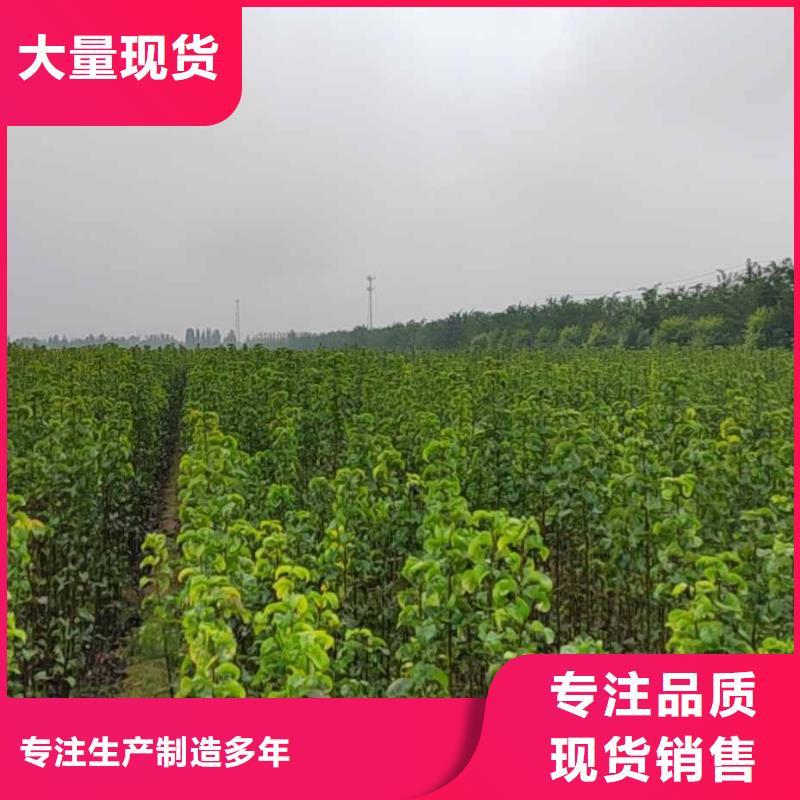 梨-皇冠梨树苗质量可靠