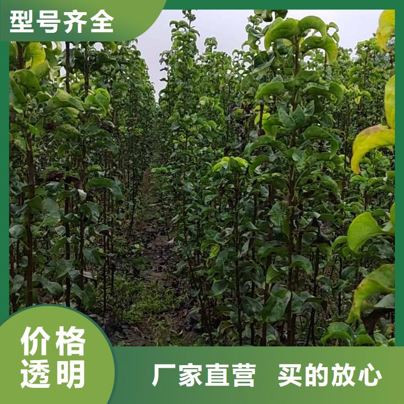 【 梨皇冠梨树苗实体厂家大量现货】