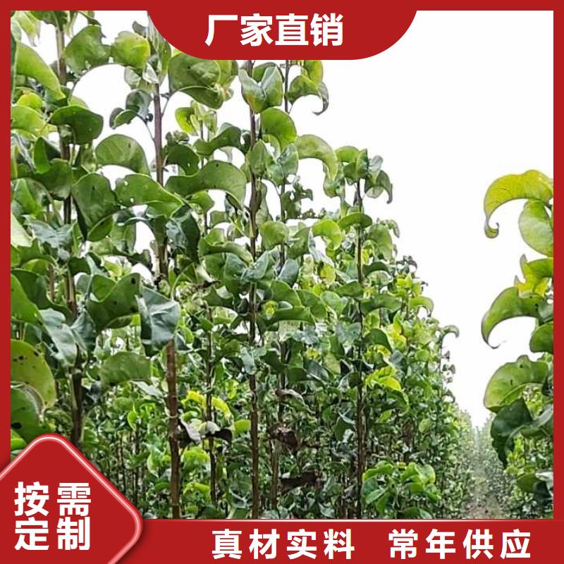 梨山桃苗量大更优惠