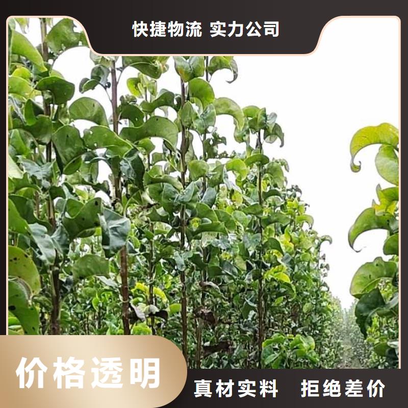 梨-奥红全红梨树苗厂家直营