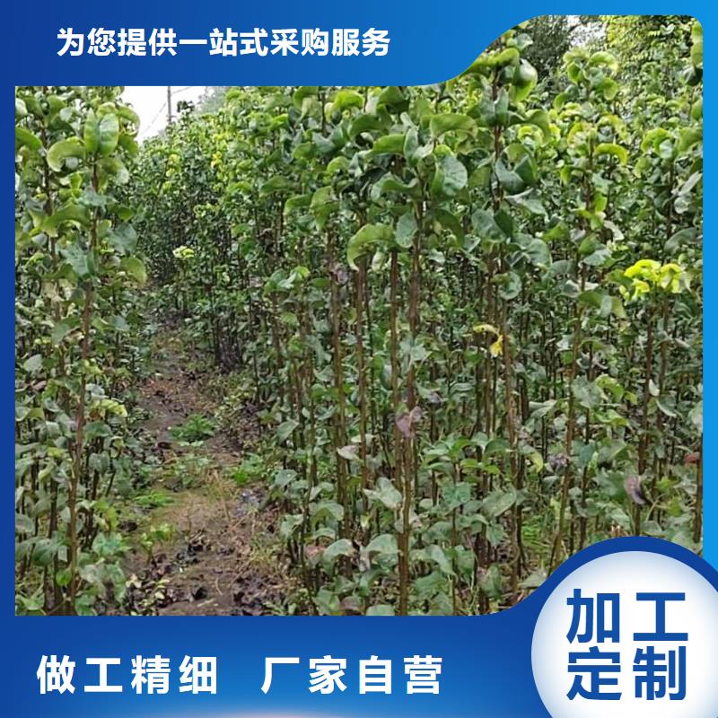 梨_梨树苗基地品质优选