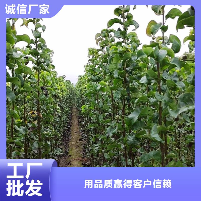 梨梨树苗基地价格实在