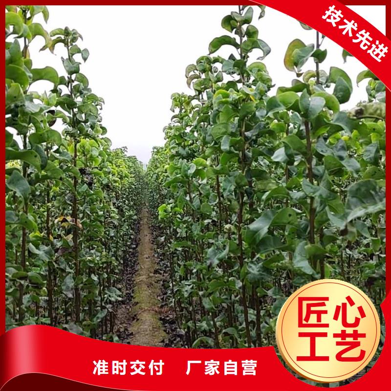 梨奥红一号梨苗研发生产销售