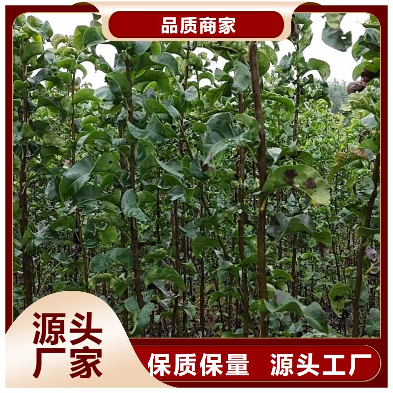 梨皇冠梨树苗售后服务完善