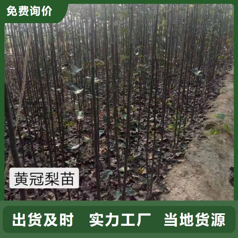 梨,【梨树苗基地】好货直供当地品牌