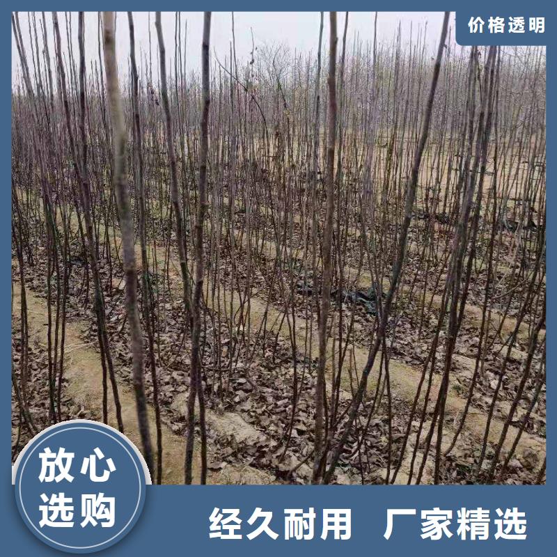 梨杜梨苗多种款式可随心选择