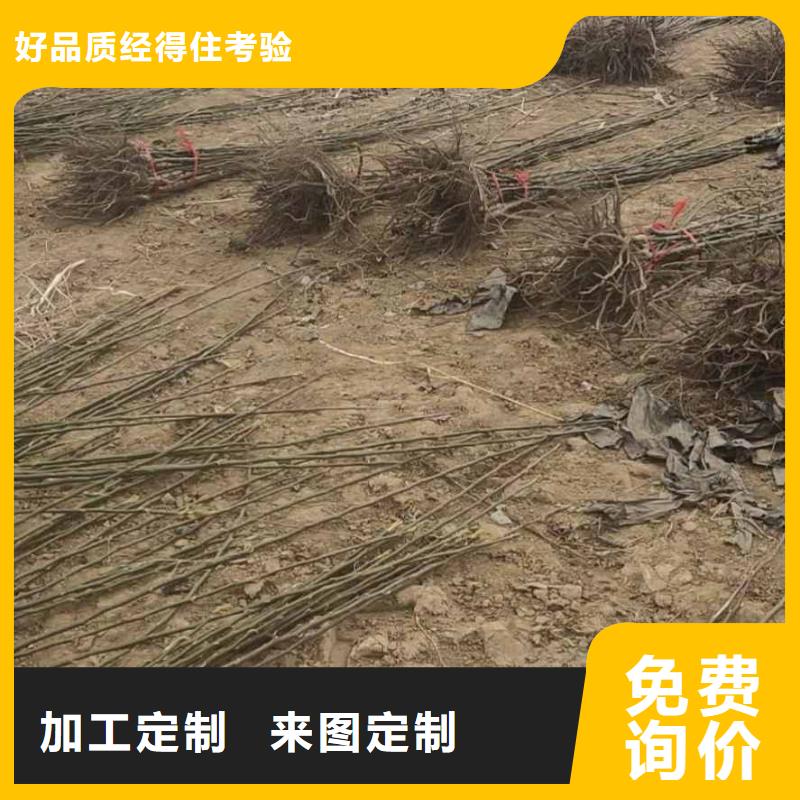 梨奥红全红梨树苗实力雄厚品质保障